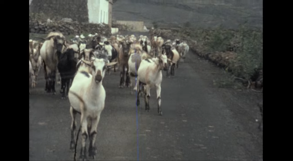 Paseo por zona norte de Lanzarote en VIDEOS 